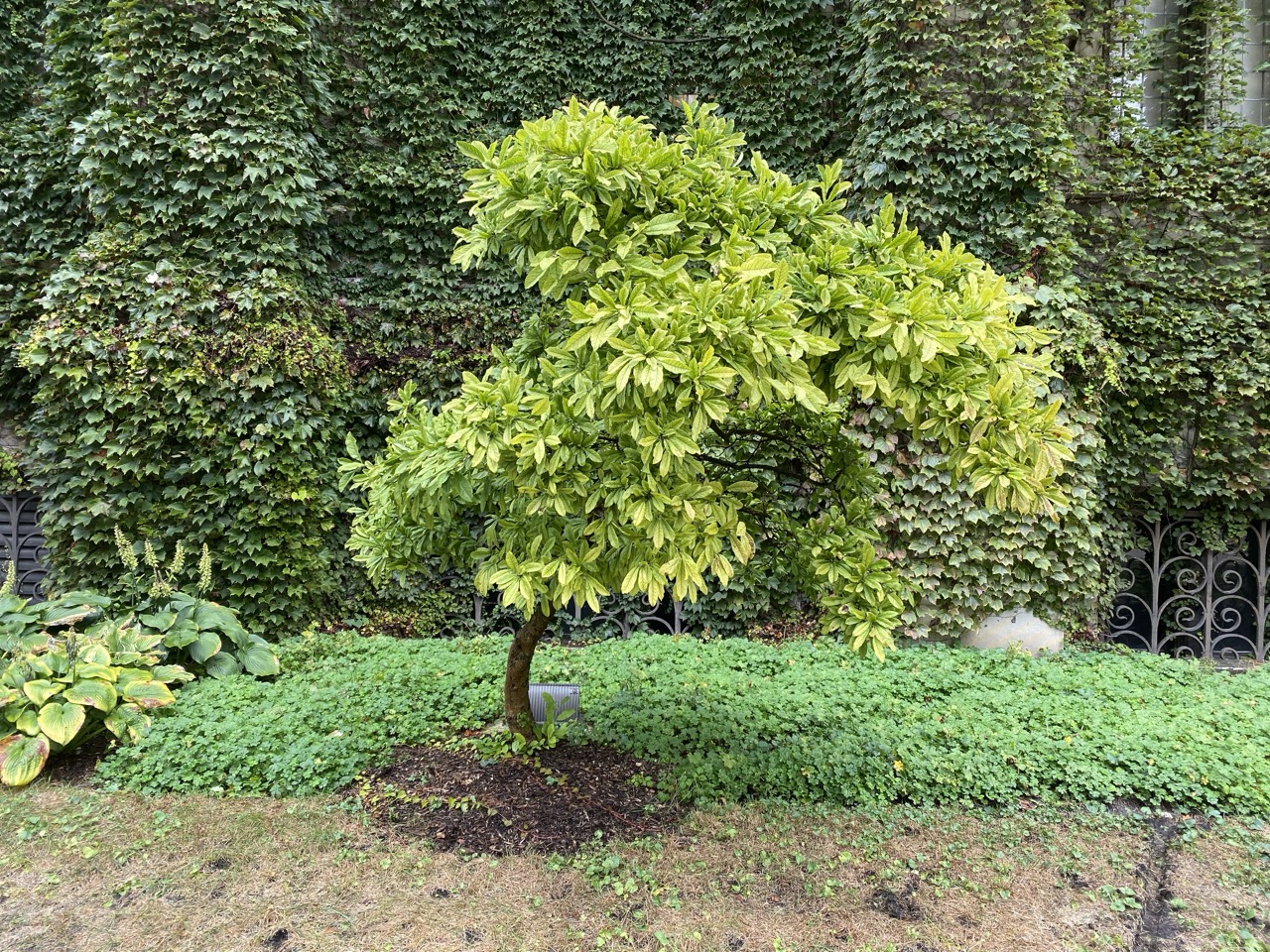 A beautiful tree from college