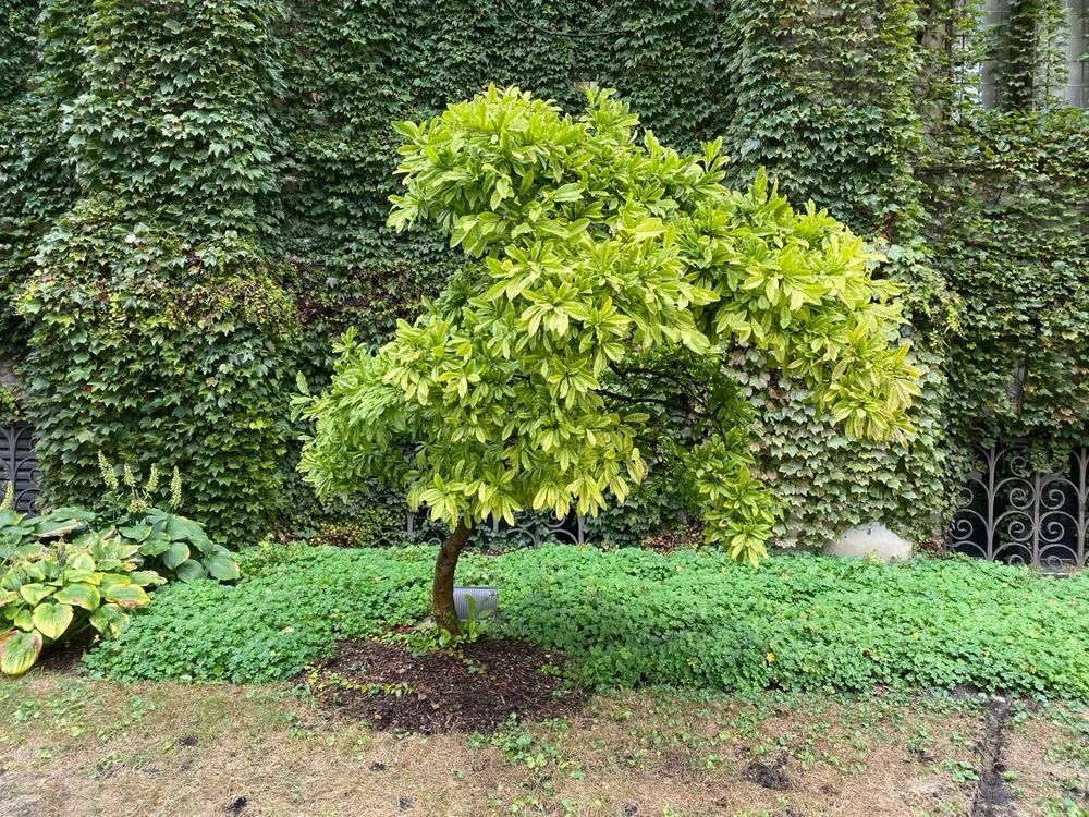 A beautiful tree from college